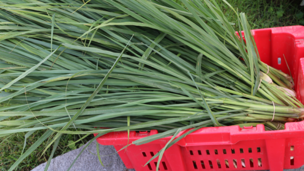 Lemongrass – World Farmers